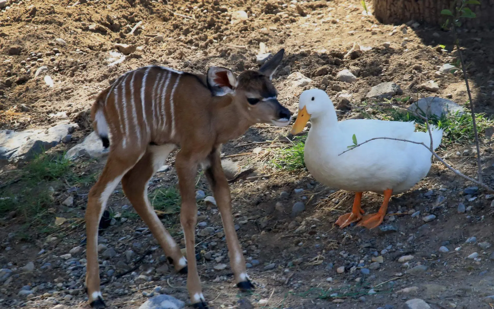 El ejemplar de gran kudú que nació en el zoológico de Tamaulipas es considerado de las especies más bonitas del recinto zoologico (1)